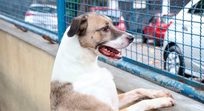 Alece discute projeto de lei que cria programa de manejo ético de cães e gatos