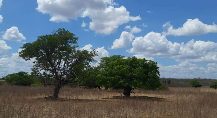Cariri pode ter máxima de 37°C e possibilidade de chuva isolada no fim de semana, aponta Funceme